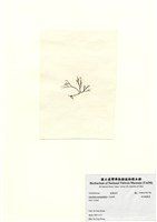 藏品(傘房龍鬚菜)的圖片